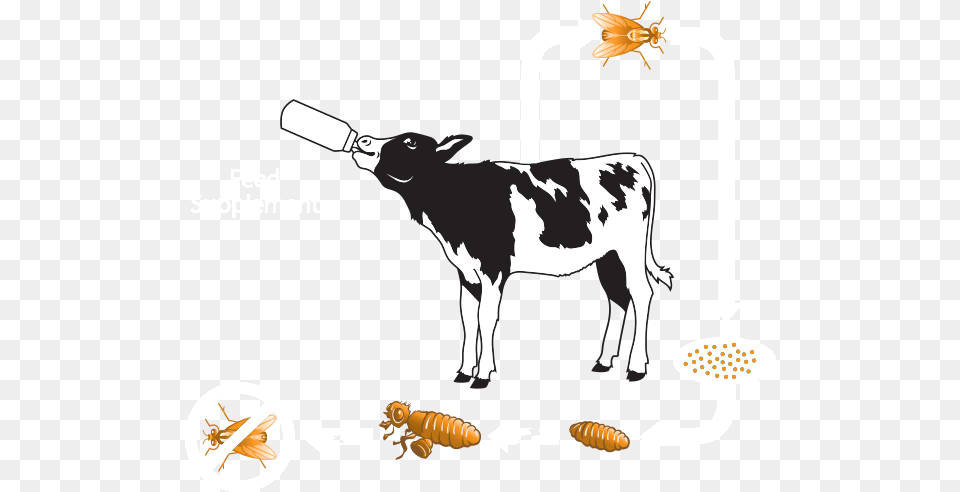 Clipart Cow Digestive System Calf, Animal, Cattle, Livestock, Mammal Png