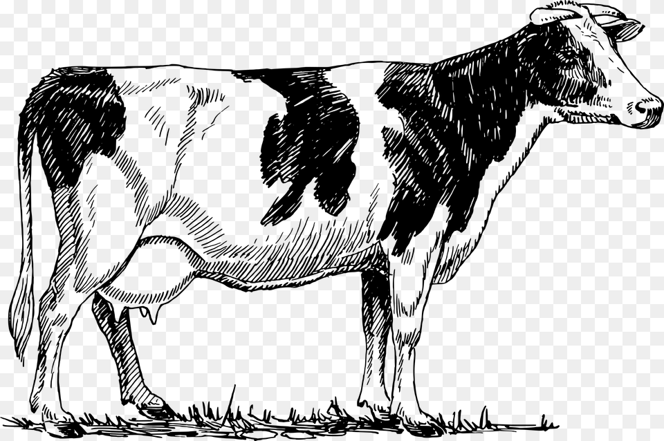 Clipart Cow Vintage, Gray Png