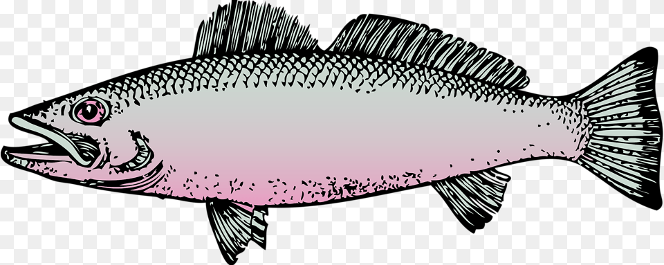 Clipart Cute Borders Vectors Fish Clip Art, Animal, Sea Life, Coho, Herring Png Image