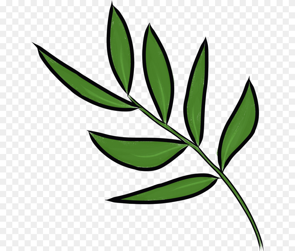 Clipart Daun, Green, Herbal, Herbs, Leaf Free Transparent Png