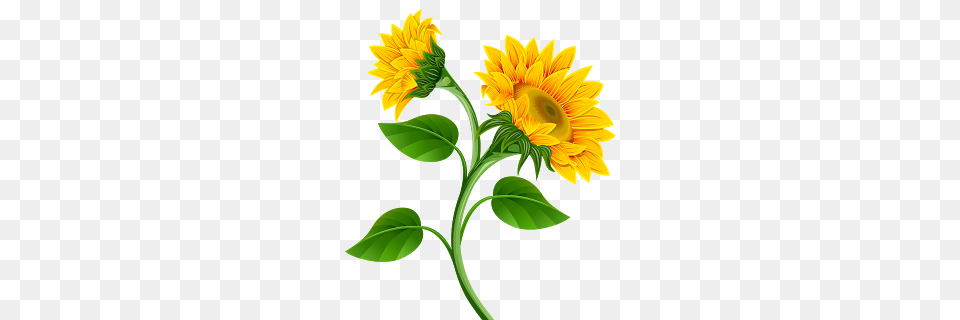 Clipart De Girassol Para Montagens Digitais A R T, Flower, Plant, Sunflower, Leaf Png