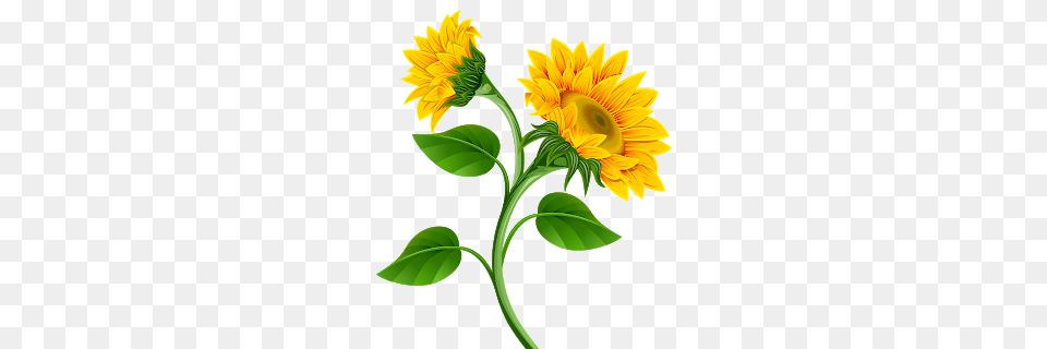 Clipart De Girassol Para Montagens Digitais Sunflowers, Flower, Plant, Sunflower, Leaf Free Png Download