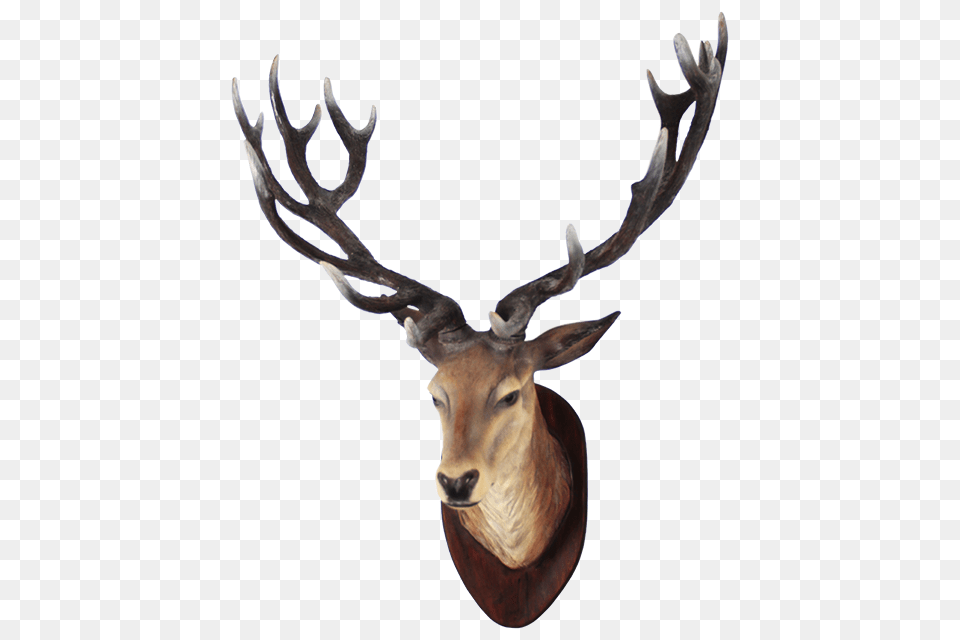 Clipart Deer Best, Animal, Antelope, Mammal, Wildlife Png