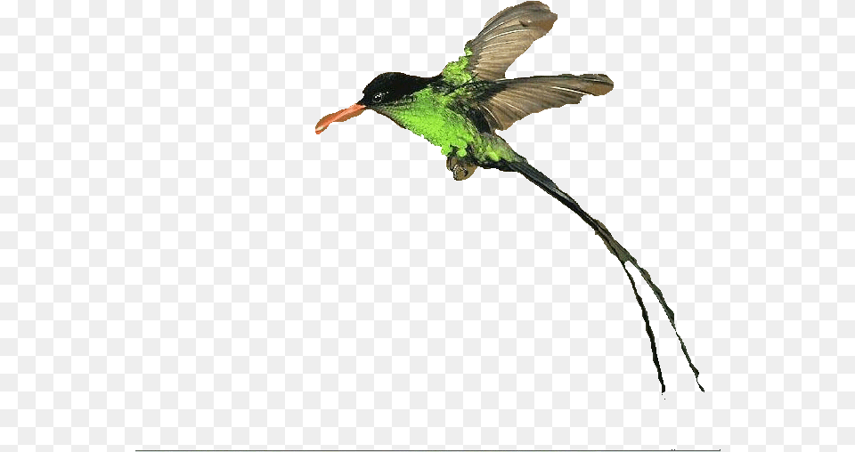 Clipart Doctor Bird Ruby Throated Hummingbird, Animal, Beak, Flying, Bee Eater Png