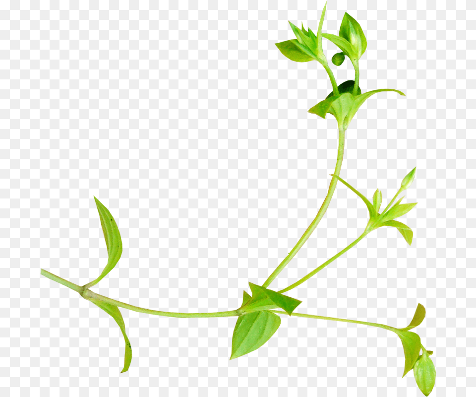 Clipart Download, Leaf, Plant, Flower, Vine Png Image