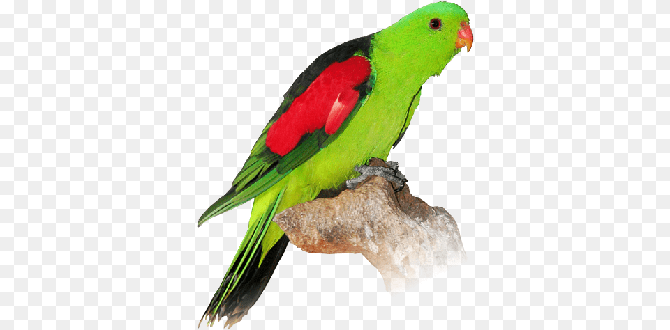 Clipart Download Parakeet, Animal, Bird, Parrot Free Transparent Png