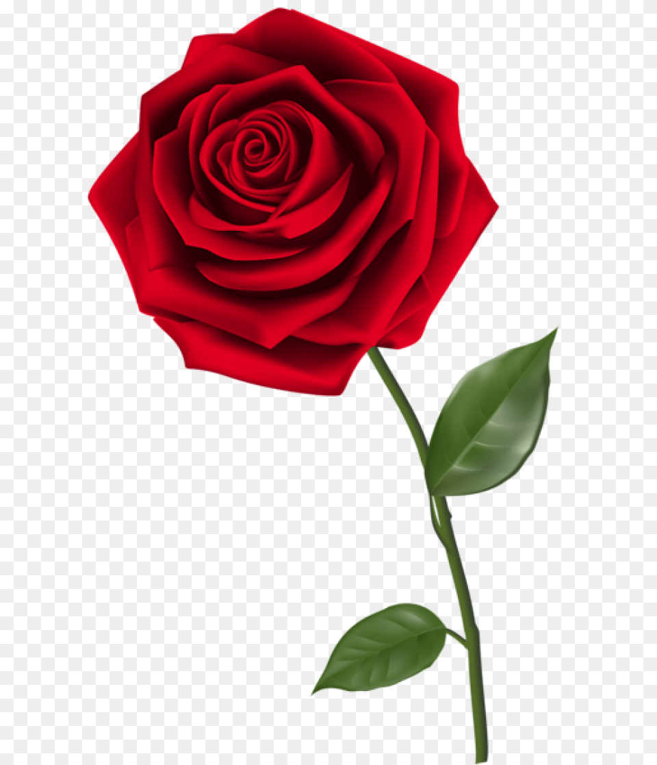 Clipart Download Simple Design Clipart Download, Flower, Plant, Rose Png Image