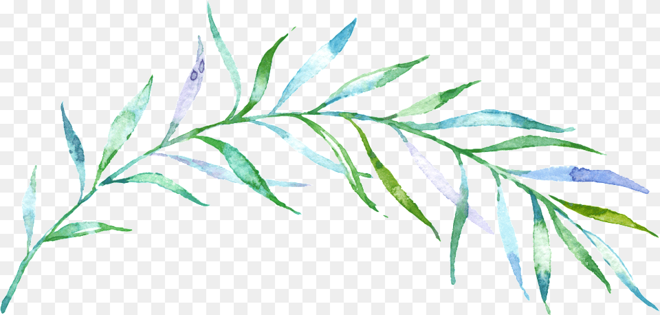 Clipart Thin Green Files Watercolor Transparent Background Branch, Herbal, Herbs, Leaf, Plant Free Png Download