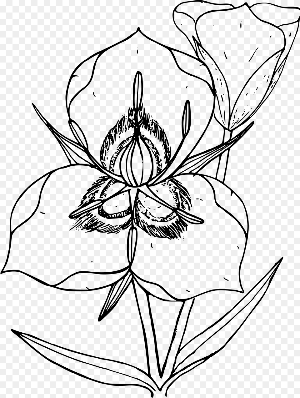 Clipart Drawing Utah State Flower, Gray Png