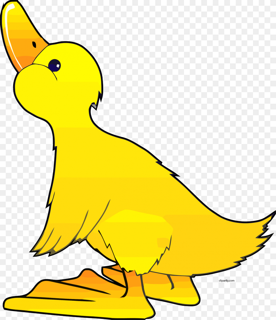 Clipart Duck, Animal, Beak, Bird Png
