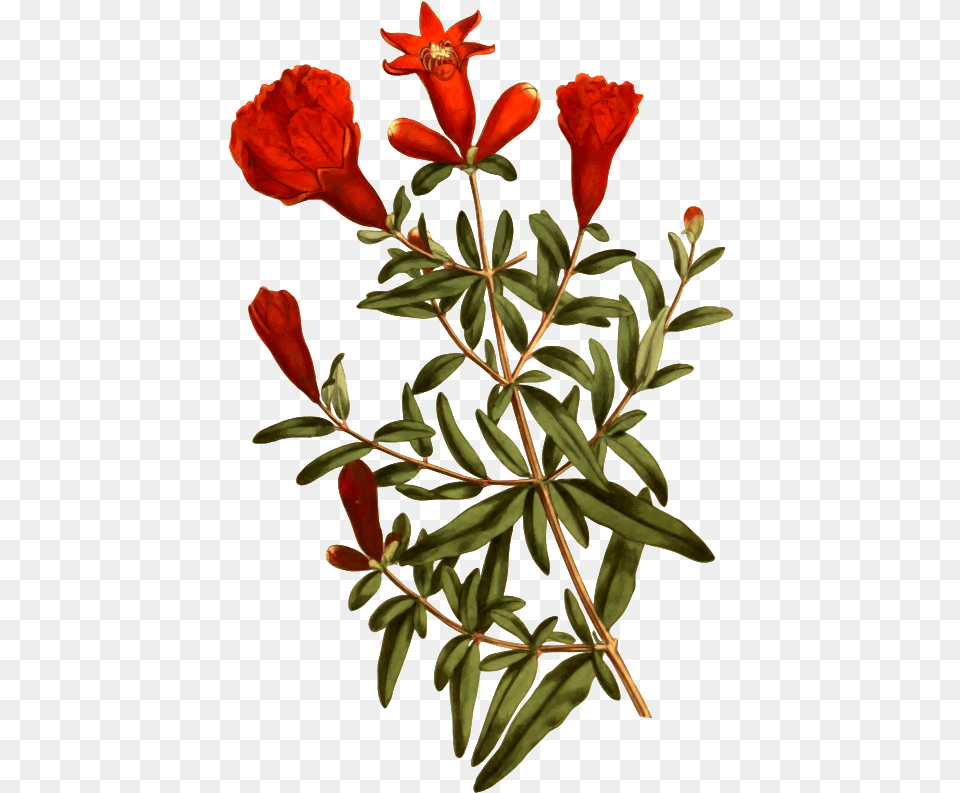 Clipart Dwarf Medium Pomegranate Transparent, Flower, Plant, Leaf, Acanthaceae Png