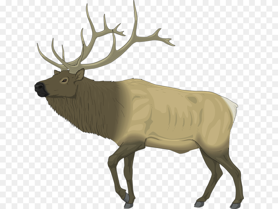 Clipart Elk, Animal, Deer, Mammal, Wildlife Free Png Download