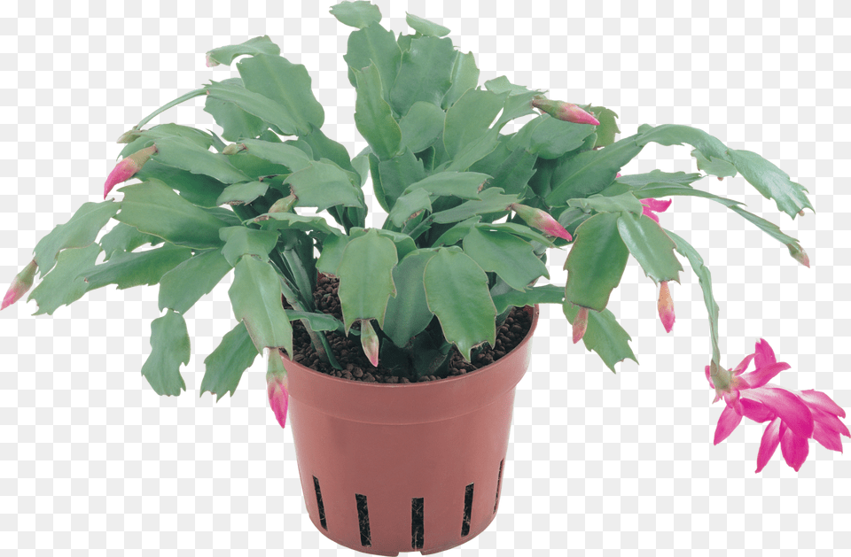 Clipart En Flowerpot, Plant, Potted Plant, Leaf, Flower Png