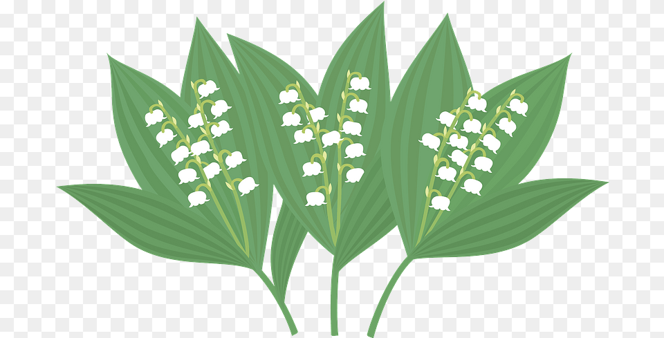 Clipart Ensete, Flower, Leaf, Plant, Grass Png Image