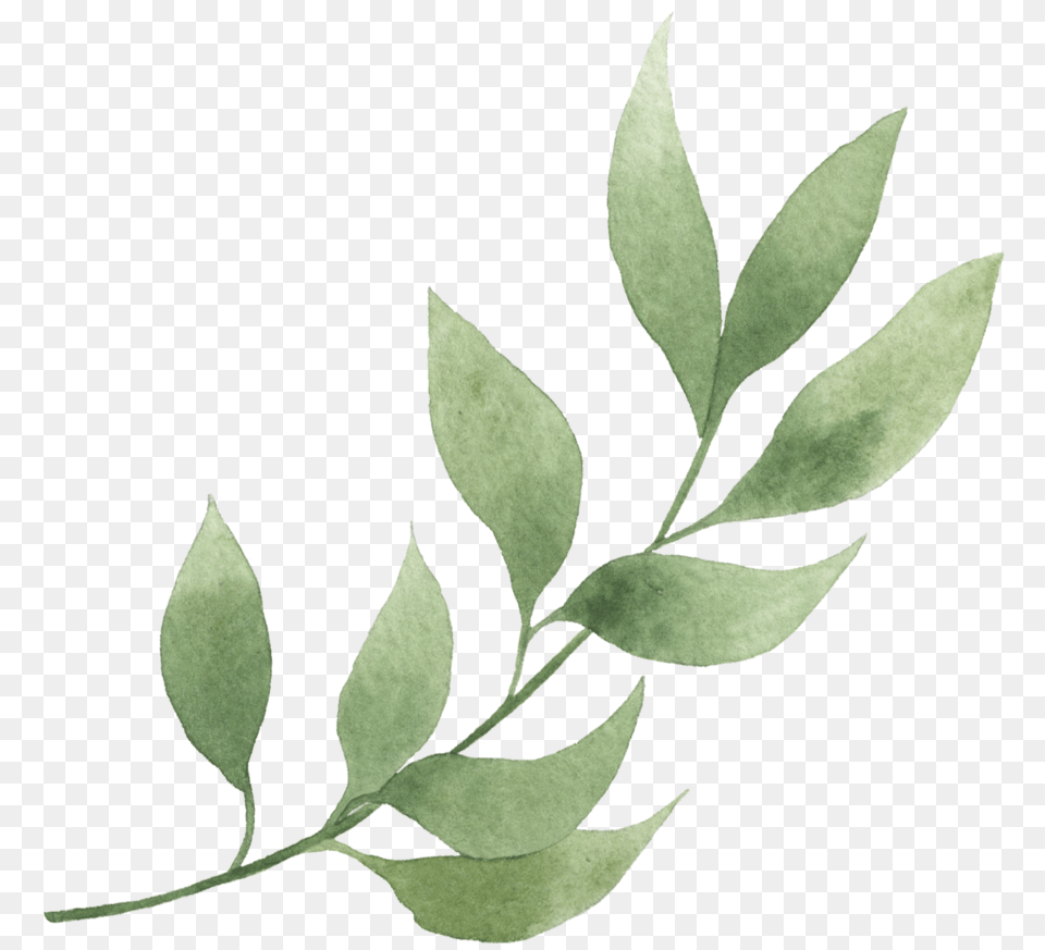 Clipart Eucalyptus, Herbal, Herbs, Leaf, Plant Png Image