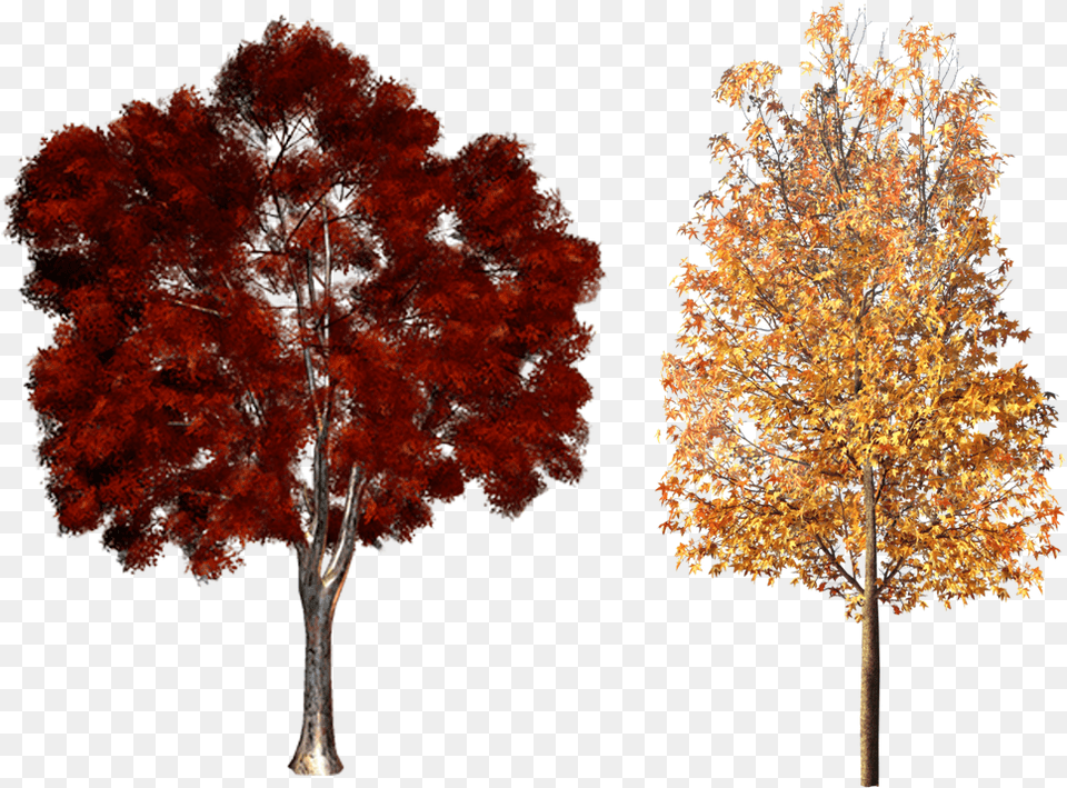 Clipart Fall Deciduous Tree Fall Trees, Maple, Plant, Leaf Free Png