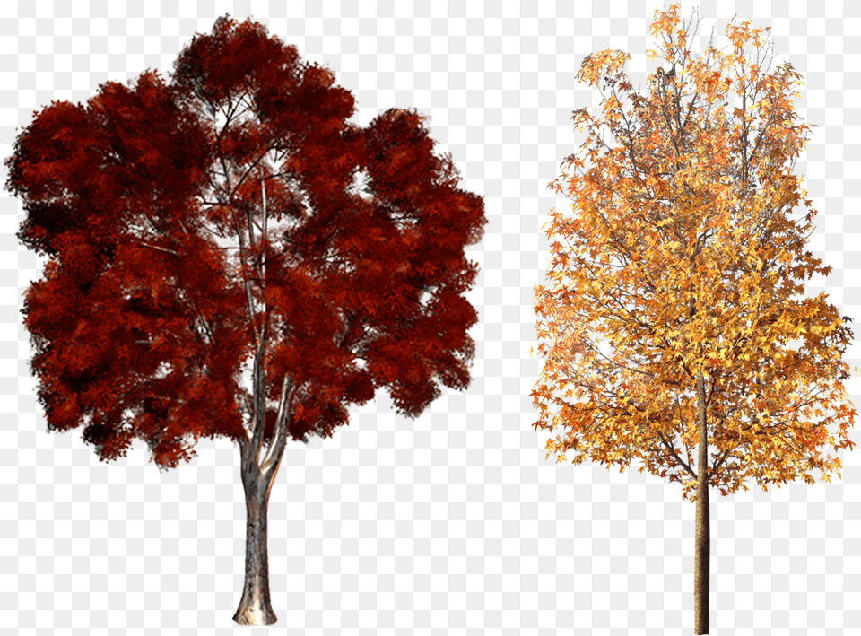 Clipart Fall Deciduous Tree Trees, Maple, Plant, Leaf Free Png