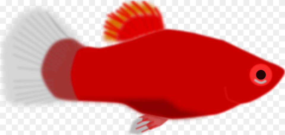 Clipart Fish Animation Transparent Red Fish Clip Art, Animal, Sea Life, Goldfish Free Png