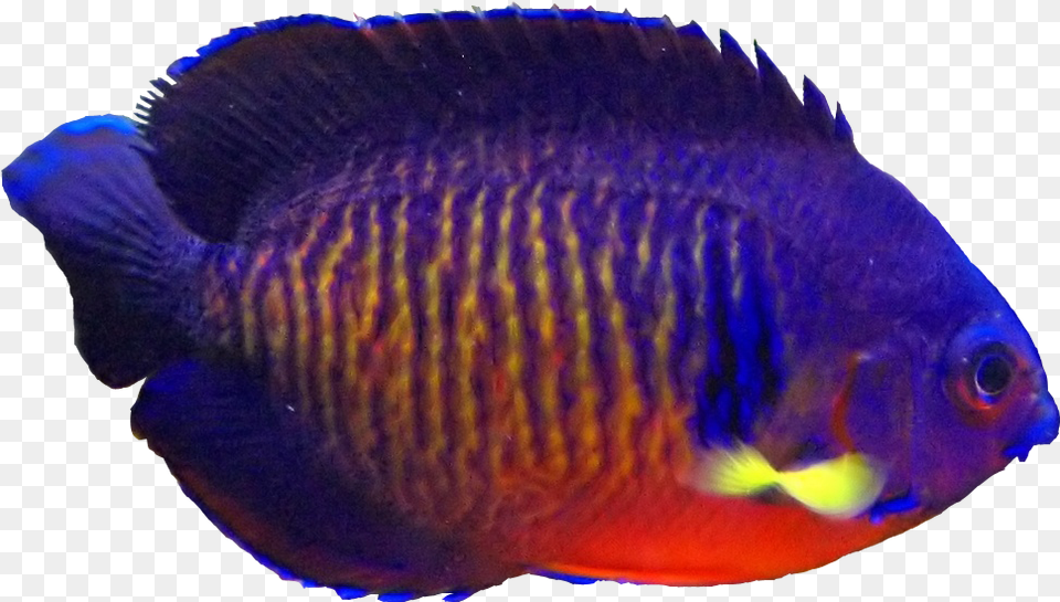Clipart Flames Angelfish Clipart Flames Angelfish Coral Beauty Fish, Animal, Sea Life, Water, Aquatic Free Png Download