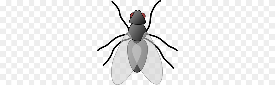 Clipart Flies, Animal, Fly, Insect, Invertebrate Png Image