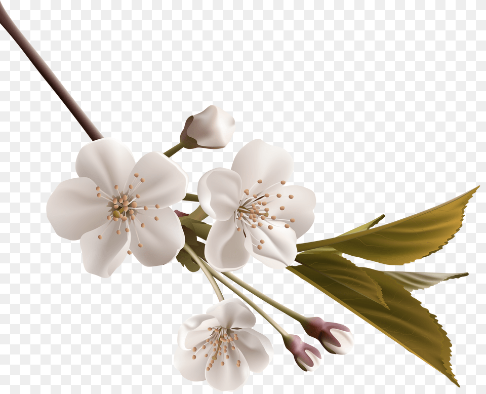 Clipart Flower Apple Blossom Clipart Flower Apple Blossom, Plant, Anther, Cherry Blossom, Appliance Free Png Download