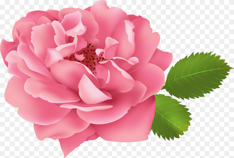 Clipart Flower Bush Garden Roses Png