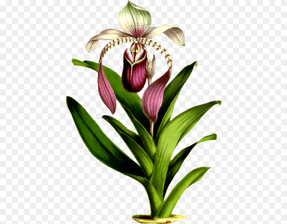 Clipart Flower Draw Botanical Orchid, Plant, Petal Png Image