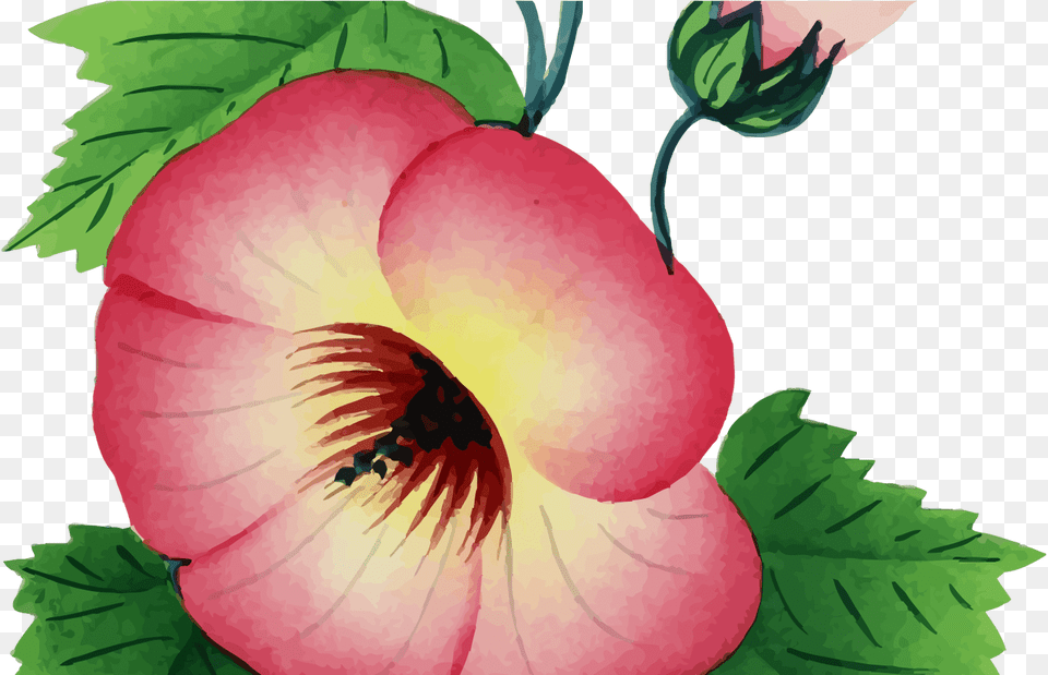 Clipart Flower Illustration Flower, Plant, Geranium, Hibiscus, Petal Png Image