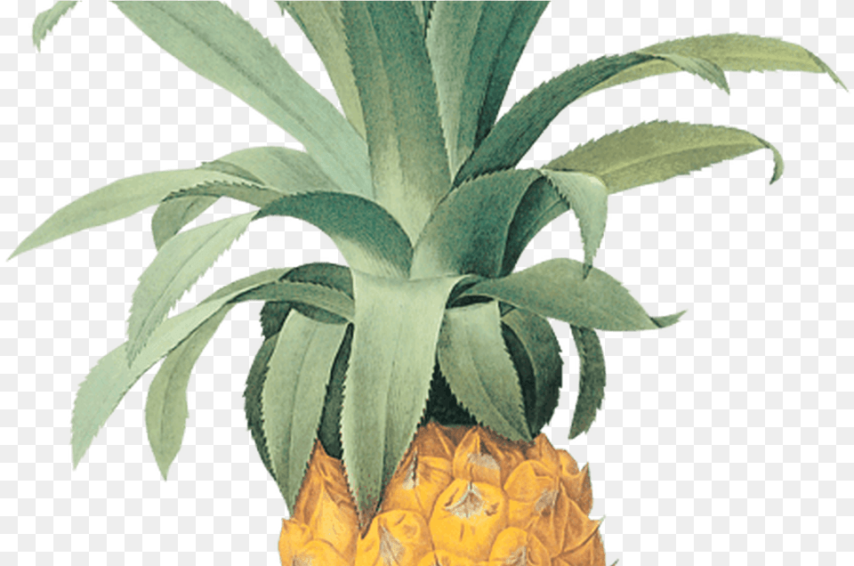 Clipart Flower Pineapple Clipart Flower Pineapple Pineapple Botanical, Food, Fruit, Plant, Produce Free Png