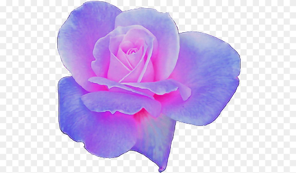 Clipart Flowers Aesthetic, Flower, Petal, Plant, Rose Png Image