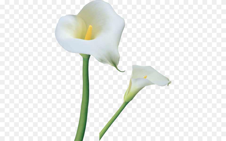 Clipart Flowers Calla Lily, Flower, Plant, Araceae, Petal Png