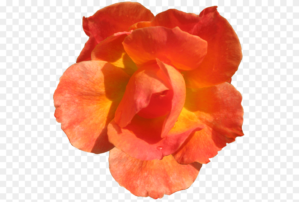 Clipart Flowers Orange Orange Flower Cut Out, Geranium, Petal, Plant, Rose Free Png Download