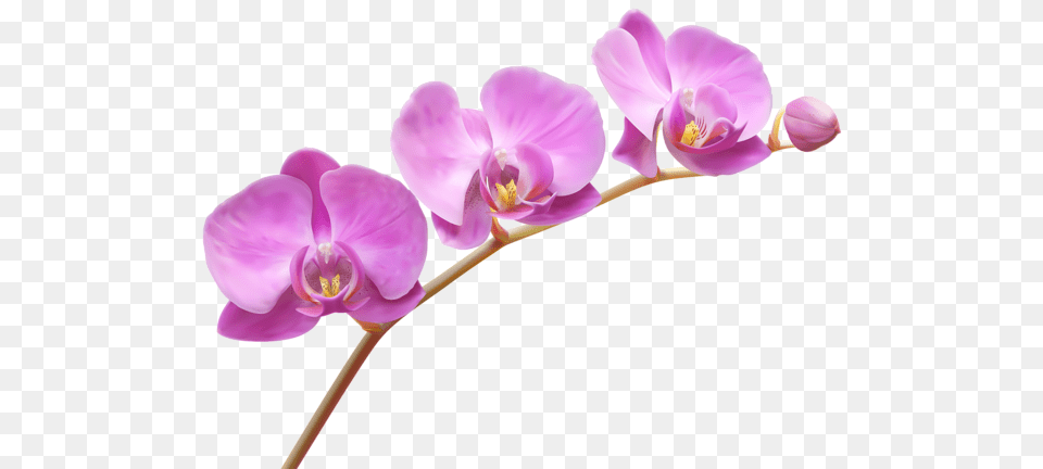 Clipart Flowers Orchids, Flower, Orchid, Plant Free Png