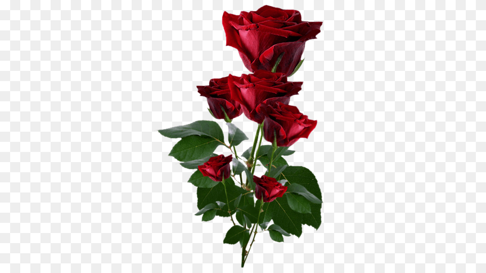 Clipart Flowers Red Roses, Flower, Plant, Rose, Flower Arrangement Free Png Download