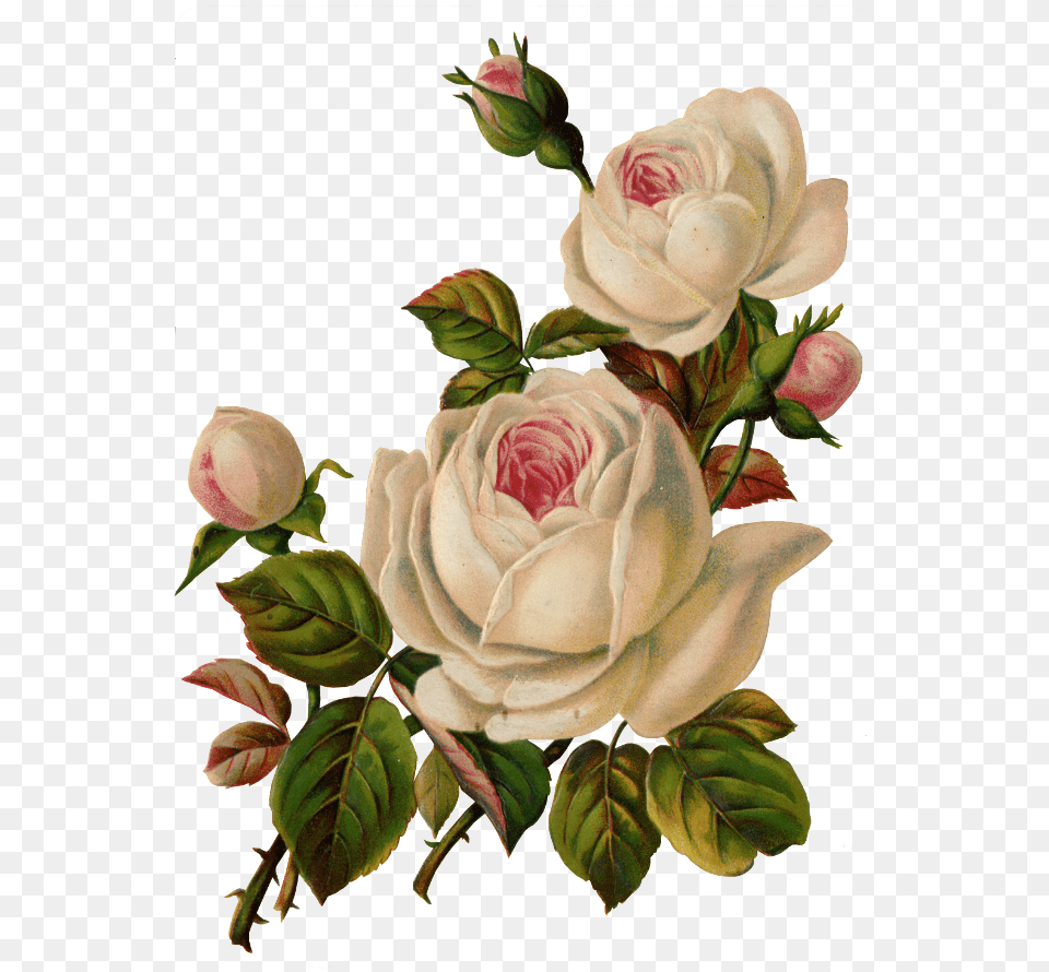 Clipart Flowers Thousand Yandeks Zobrazhennyah Images Found, Flower, Plant, Rose, Art Png