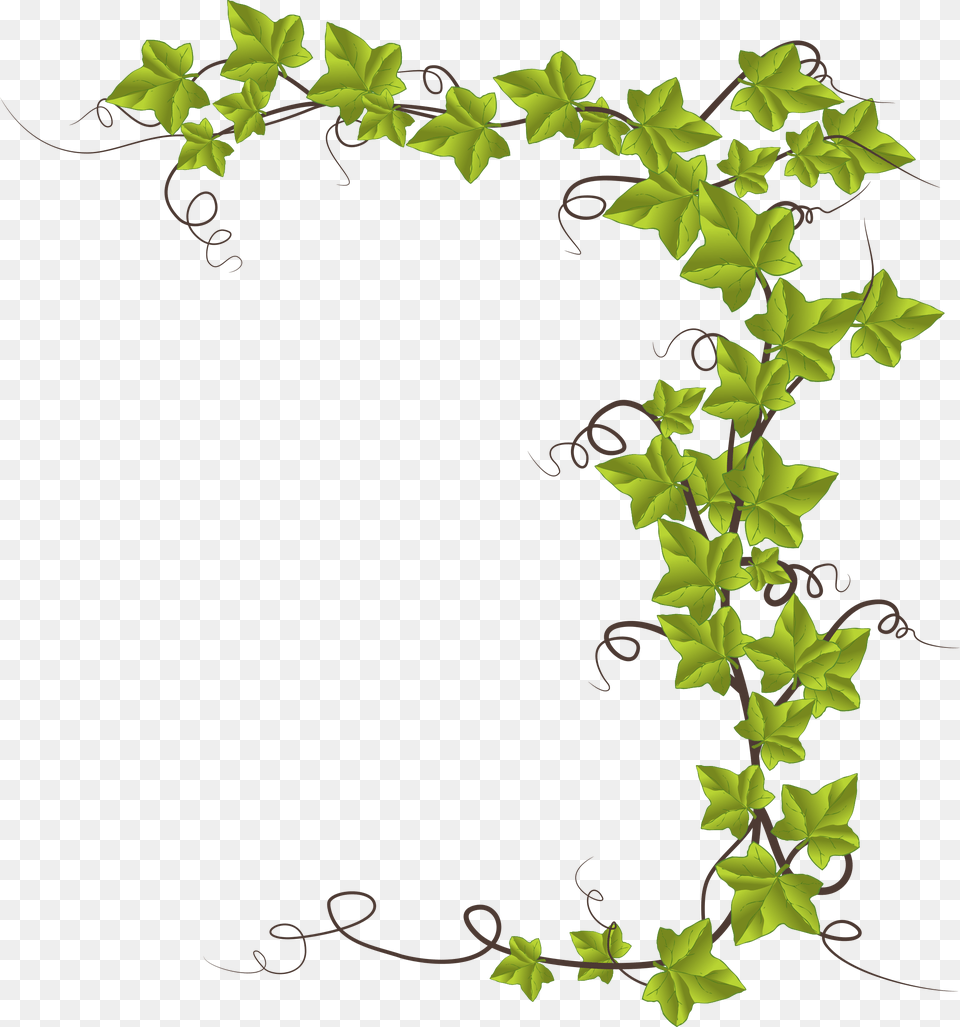 Clipart Fond Nature, Plant, Leaf, Vine, Ivy Png