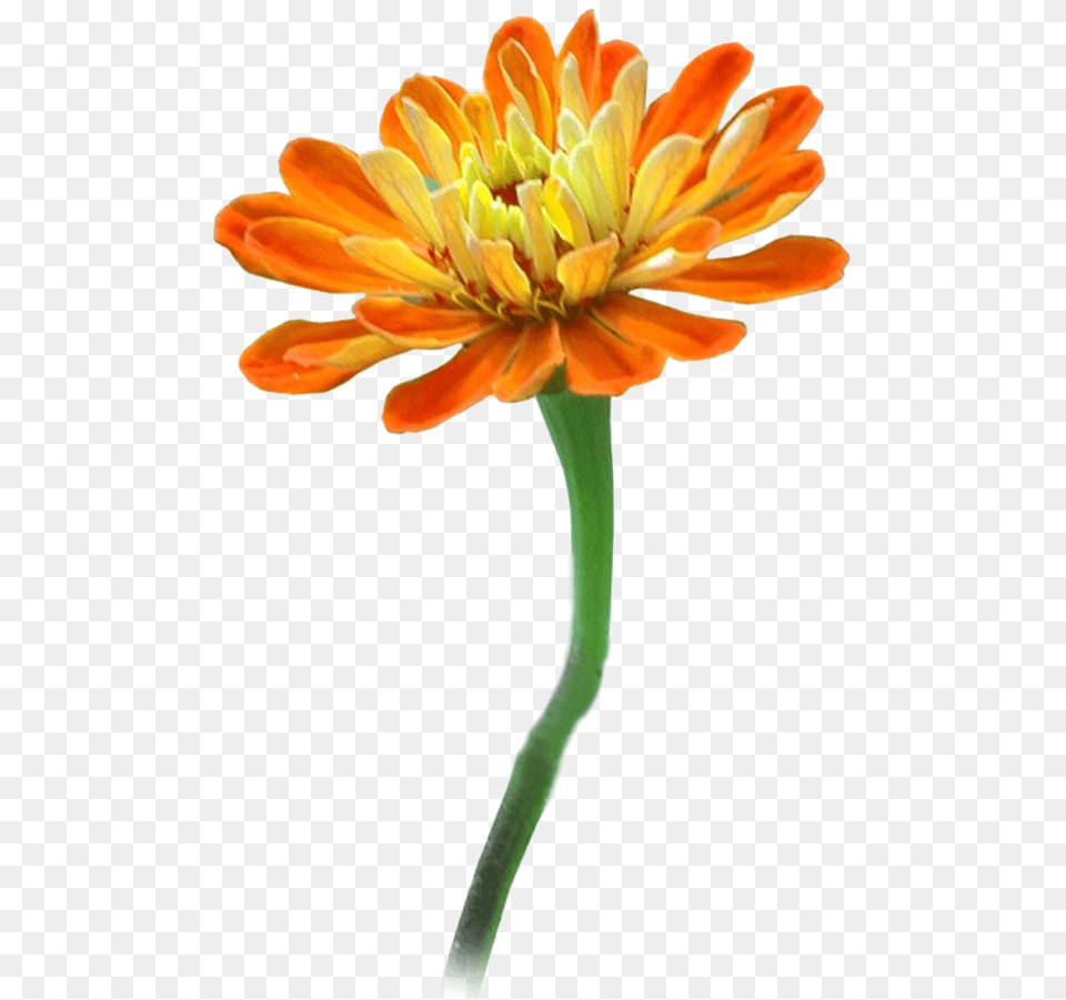 Clipart For Photoshop Adobe Photoshop, Anther, Dahlia, Daisy, Flower Png Image