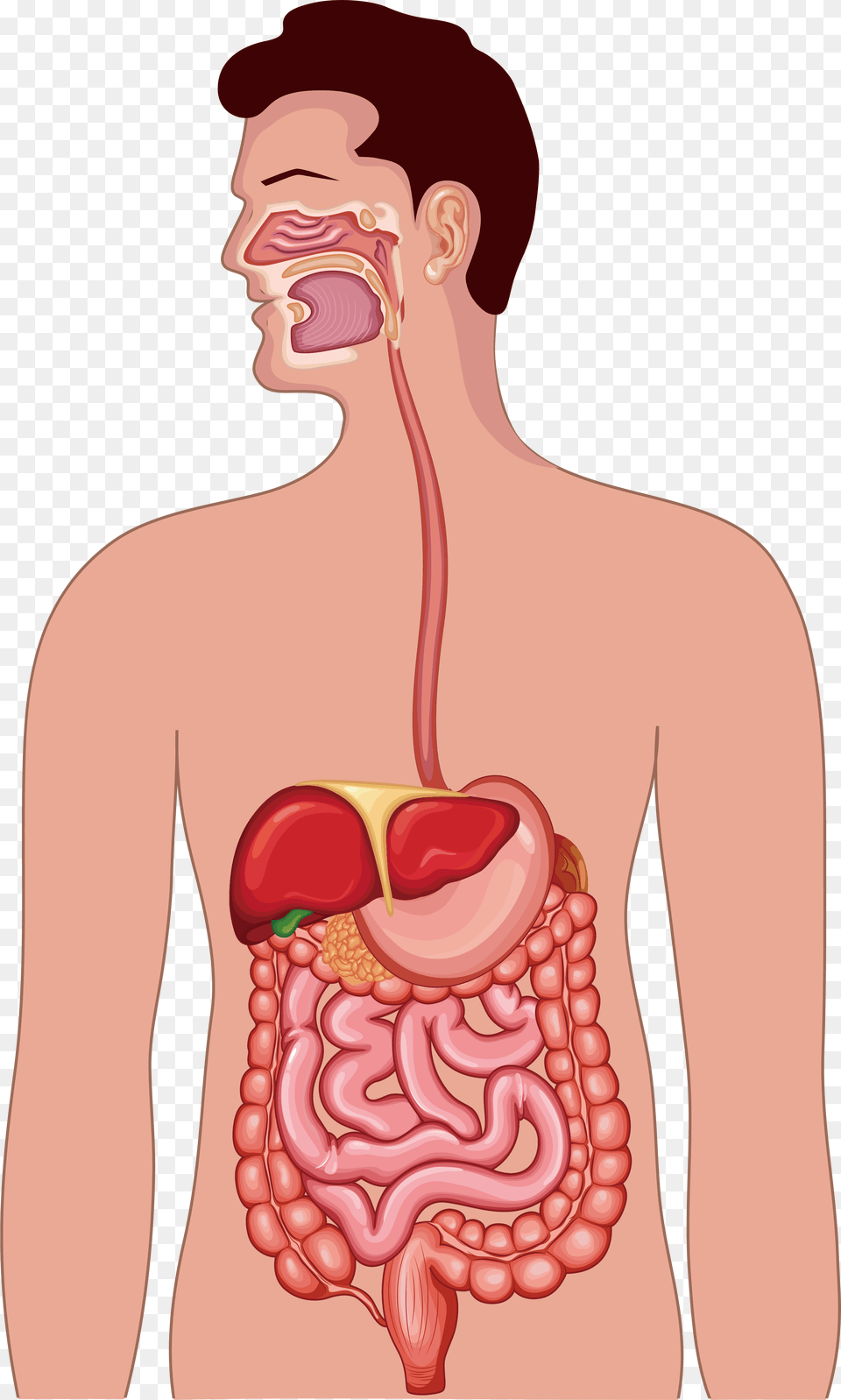 Clipart Library Gastrointestinal Tract Human Anatomy Digestive System Vector, Body Part, Stomach, Adult, Male Free Png Download