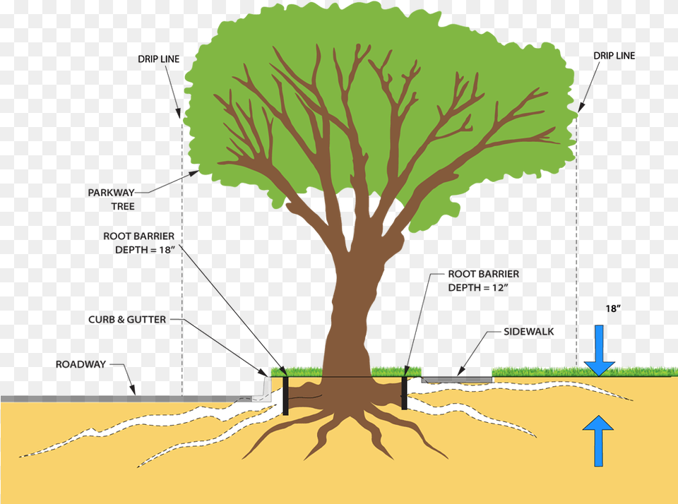 Clipart Freeuse And Roots For System Diagram Of A Tree, Plant, Root, Grass, Vegetation Free Png Download