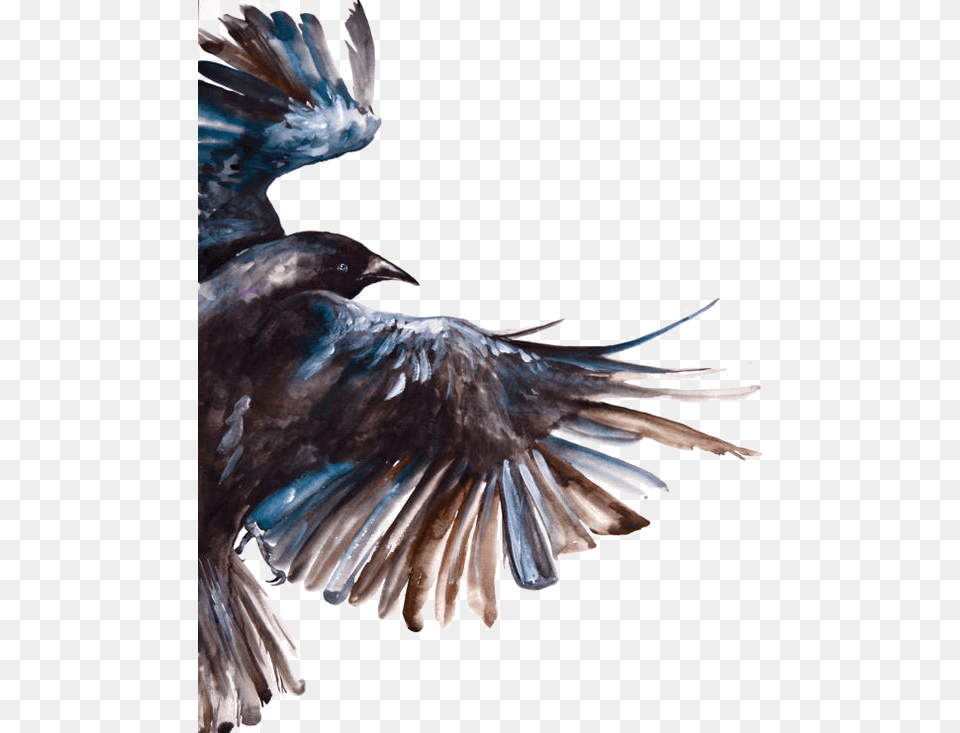 Clipart Freeuse Common Raven Bird Painting Watercolor Crow, Animal, Blackbird, Flying Png