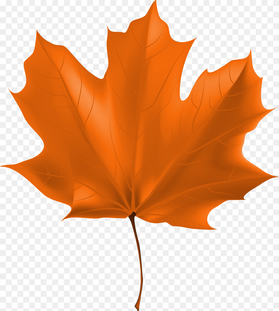 Clipart Gallery Autum Leaves Clip Art Fall Leaves, Leaf, Plant, Tree, Maple Leaf Png