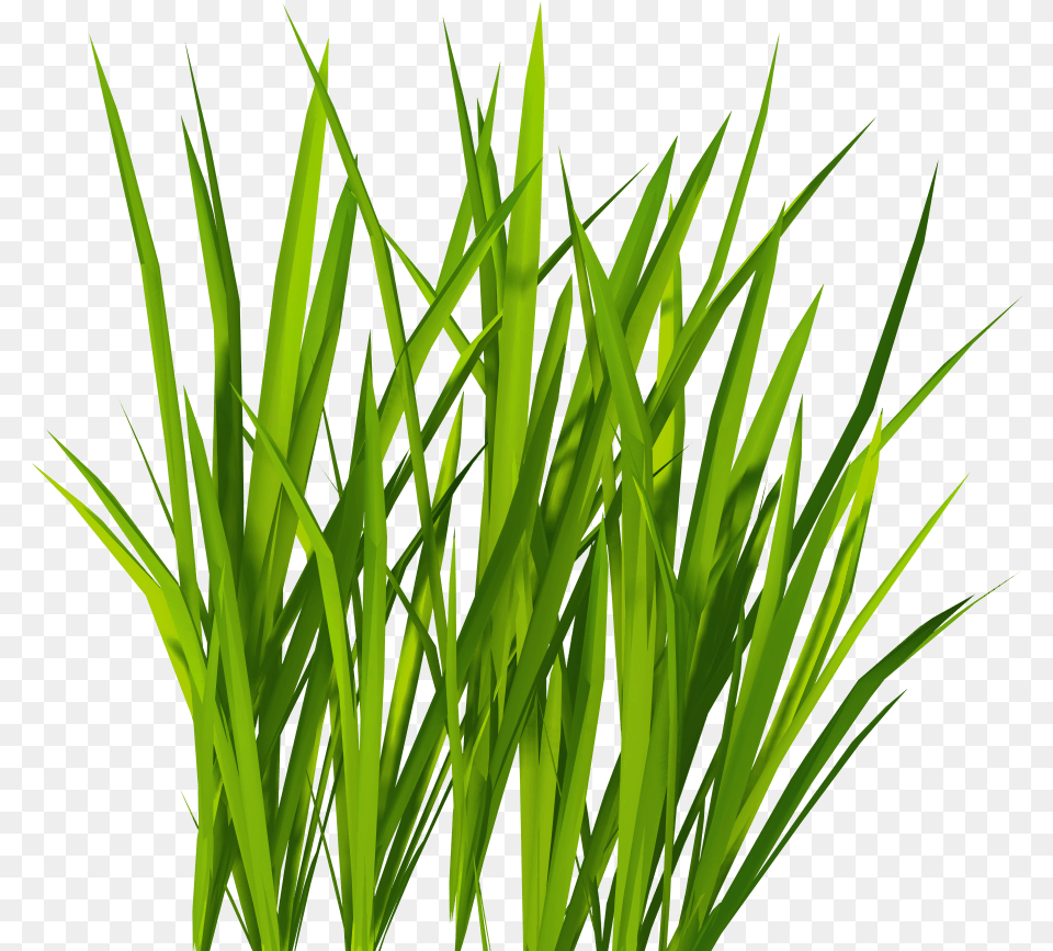 Clipart Grass, Green, Plant, Vegetation, Lawn Free Transparent Png