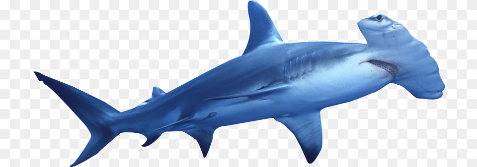 Clipart Hammer Shark Hammerhead Shark Background, Animal, Fish, Sea Life Free Png Download