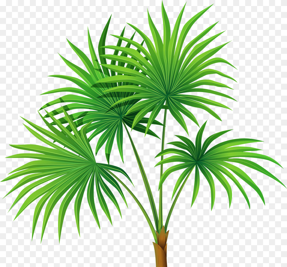 Clipart House Plant Library Palm Plant Plants Clipart Transparent Background Png Image