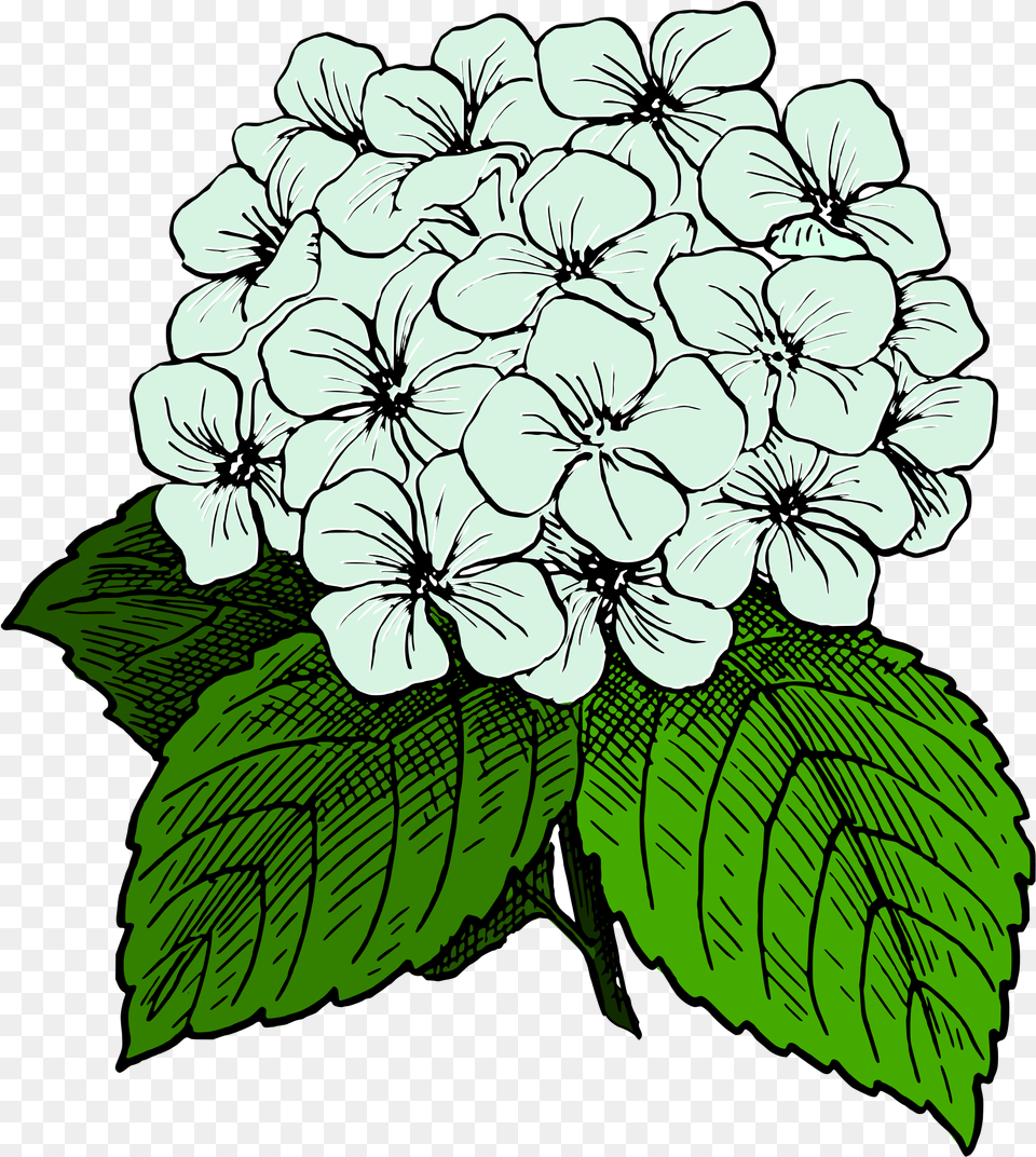 Clipart Hydrangea Clipart, Flower, Geranium, Plant, Art Free Png Download