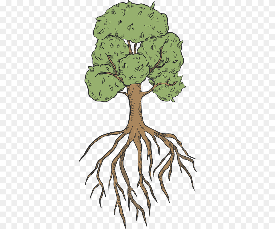 Clipart Illustration, Plant, Root, Adult, Female Png