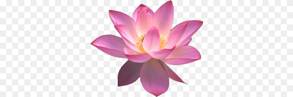 Clipart Image Flower Lotus, Dahlia, Petal, Plant, Lily Free Png