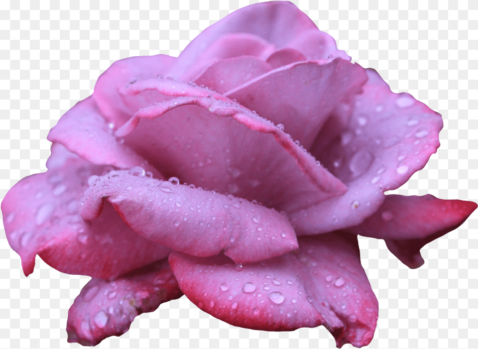 Clipart Image Lavendar Rose With Water Clip Art, Flower, Petal, Plant, Geranium Png