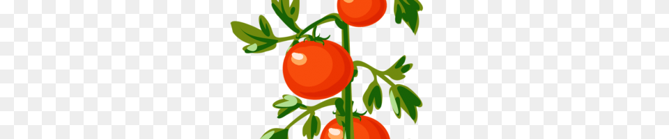 Clipart In Format With Background, Food, Plant, Produce, Tomato Free Transparent Png