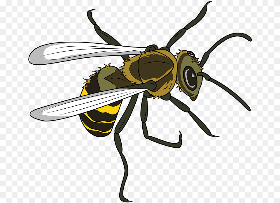 Clipart Insects, Animal, Bee, Honey Bee, Insect Png